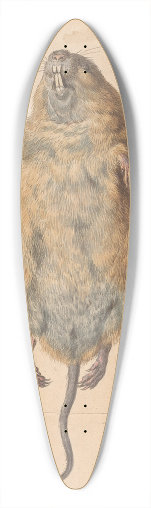 Johann Rudolph Schellenberg - A Field Mouse, from Below 39.3 inch art pintail longboard deck