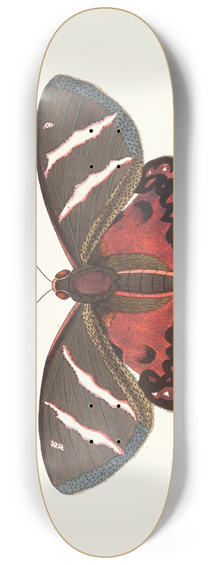 George Shaw - Icarus 8.25 inch art skate deck