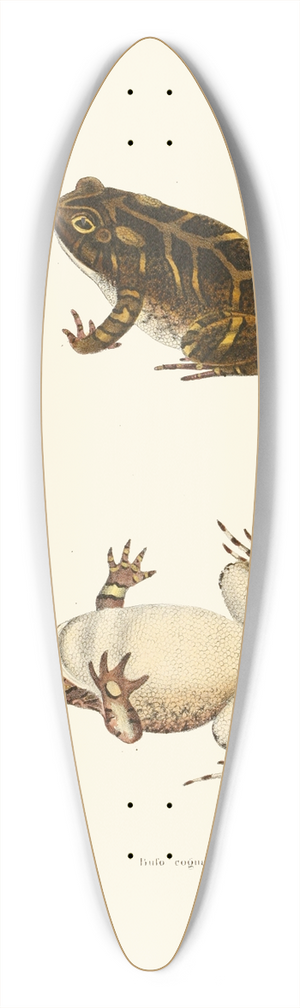 John Edwards Holbrook - Bufo cognatus 39.3 inch art pintail longboard deck