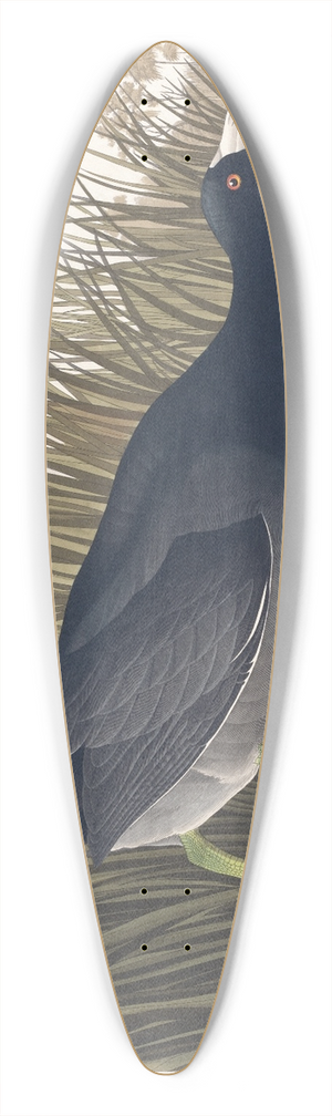 John James Audubon - American coot 39.3 inch art pintail longboard deck