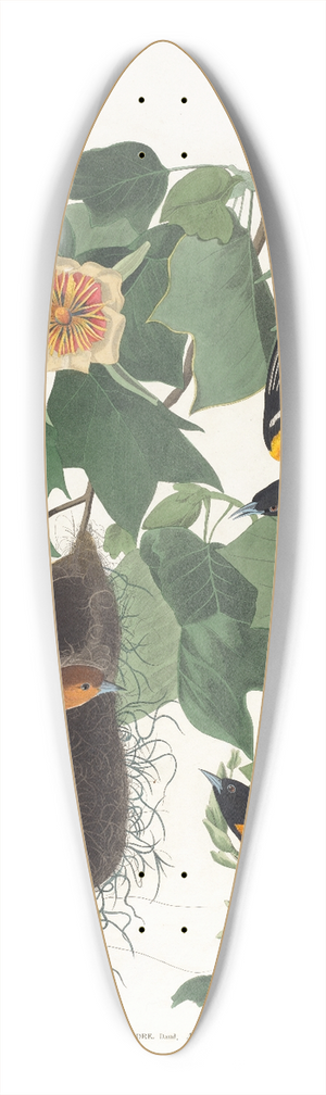 John James Audubon - Baltimore oriole 39.3 inch art pintail longboard deck