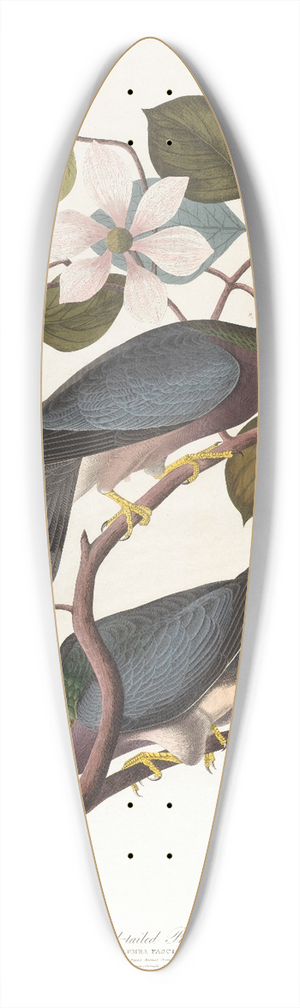 John James Audubon - Band-tailed pigeon 39.3 inch art pintail longboard deck