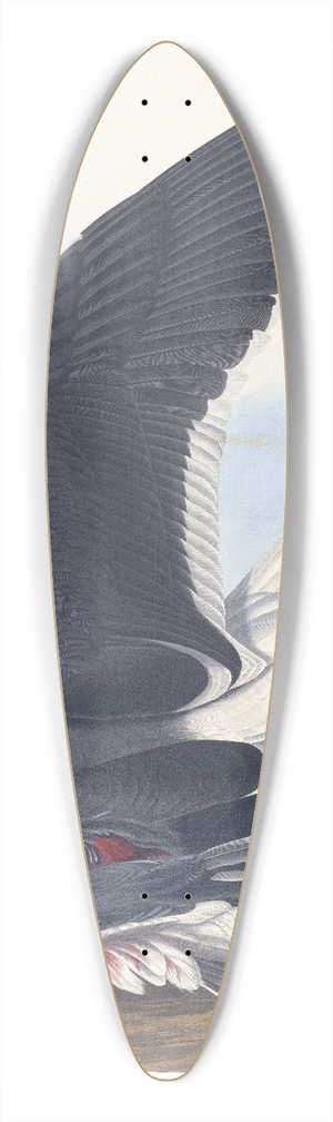 John James Audubon - Black backed gull 39.3 inch art pintail longboard deck