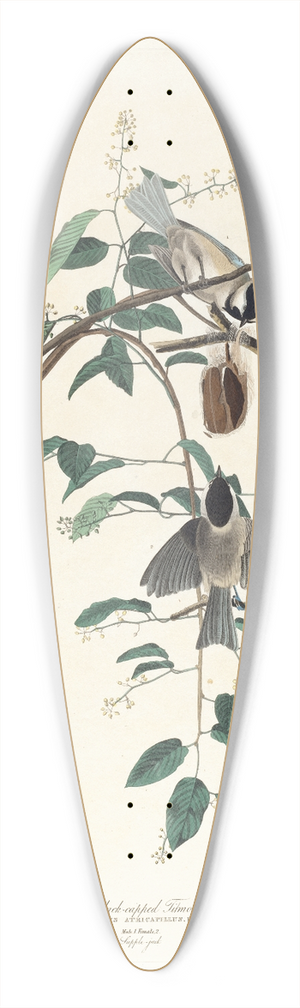John James Audubon - Black-capped titmouse 39.3 inch art pintail longboard deck