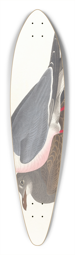 John James Audubon - Black-headed gull 39.3 inch art pintail longboard deck