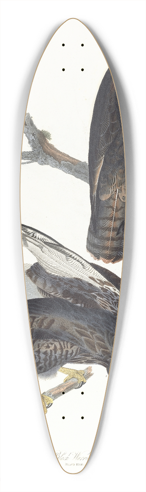 John James Audubon - Black warrior 39.3 inch art pintail longboard deck