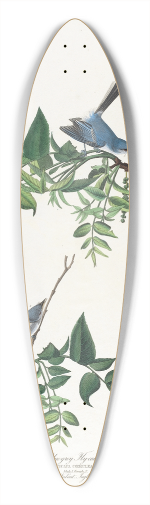 John James Audubon - Blue-grey flycatcher 39.3 inch art pintail longboard deck