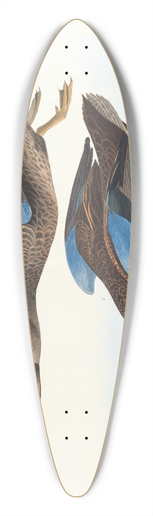 John James Audubon - Blue-winged teal 39.3 inch art pintail longboard deck