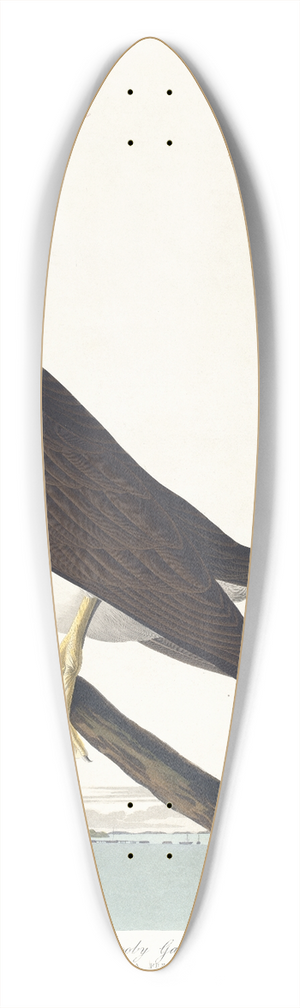 John James Audubon - Booby gannet 39.3 inch art pintail longboard deck