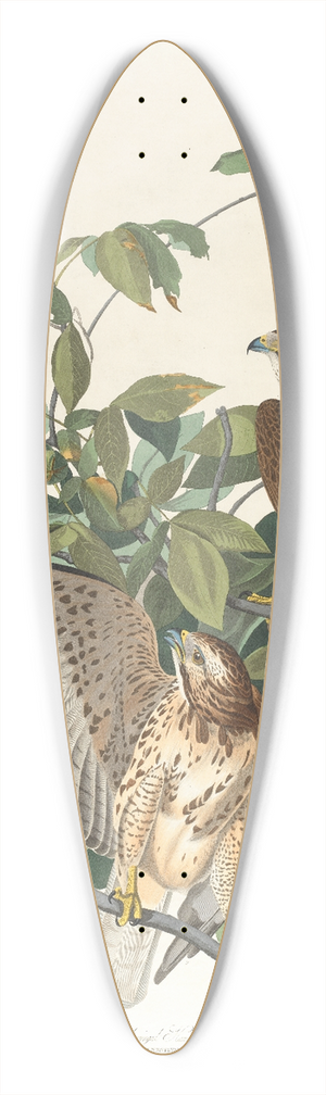 John James Audubon - Broad-winged hawk 39.3 inch art pintail longboard deck