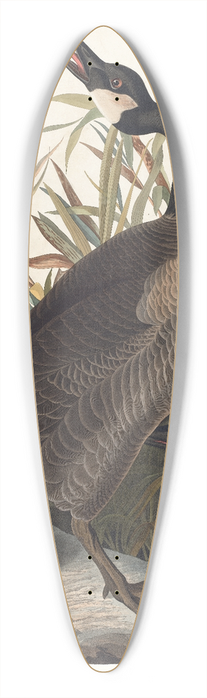 John James Audubon - Canada goose 39.3 inch art pintail longboard deck