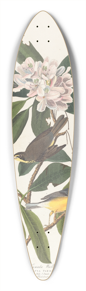 John James Audubon - Canada warbler 39.3 inch art pintail longboard deck