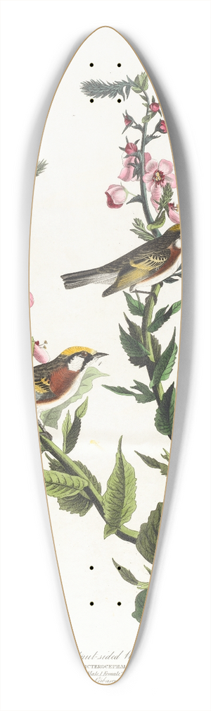 John James Audubon - Chestnut-sided warbler 39.3 inch art pintail longboard deck
