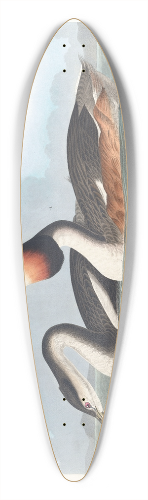 John James Audubon - Crested grebe 39.3 inch art pintail longboard deck