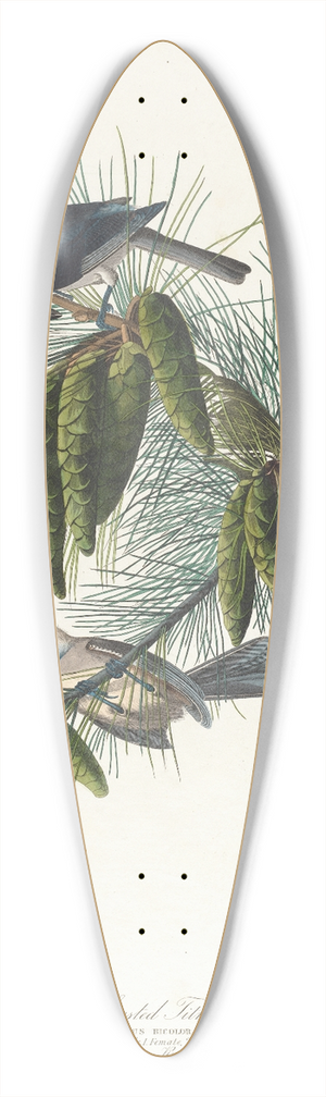 John James Audubon - Crested titmouse 39.3 inch art pintail longboard deck