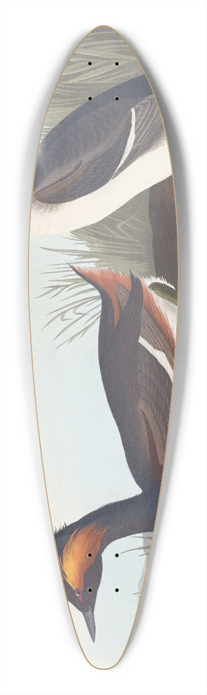 John James Audubon - Eared grebe 39.3 inch art pintail longboard deck