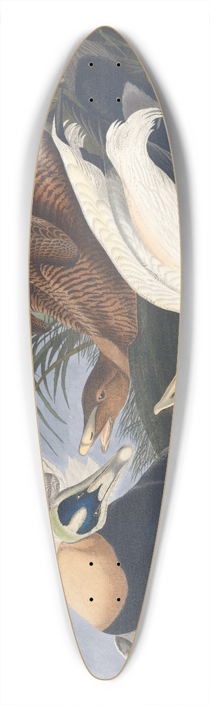 John James Audubon - Eider duck 39.3 inch art pintail longboard deck