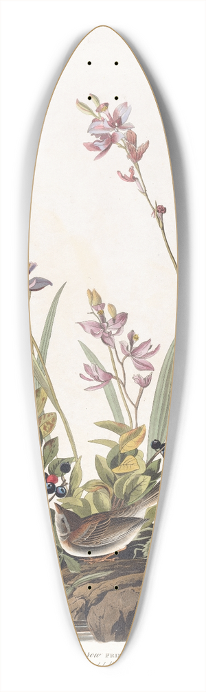 John James Audubon - Field sparrow 39.3 inch art pintail longboard deck