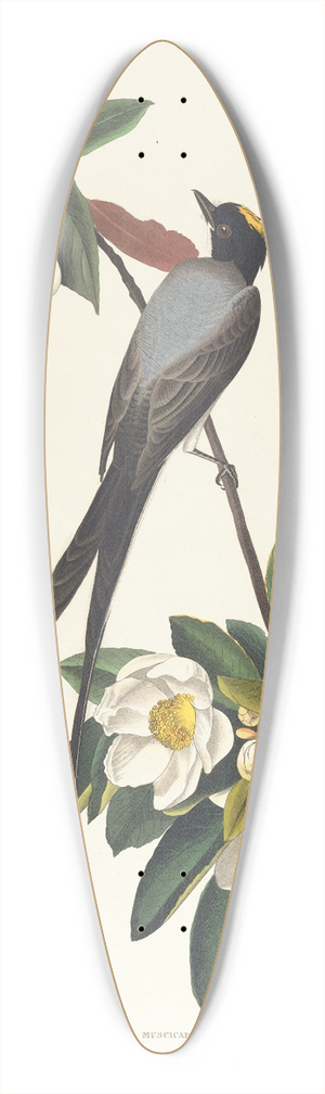 John James Audubon - Fork-tailed flycatcher 39.3 inch art pintail longboard deck