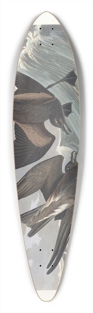 John James Audubon - Fork-tail petrel 39.3 inch art pintail longboard deck