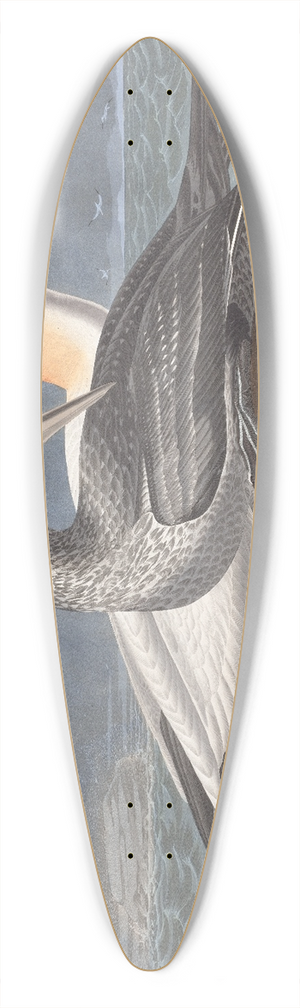John James Audubon - Gannet 39.3 inch art pintail longboard deck