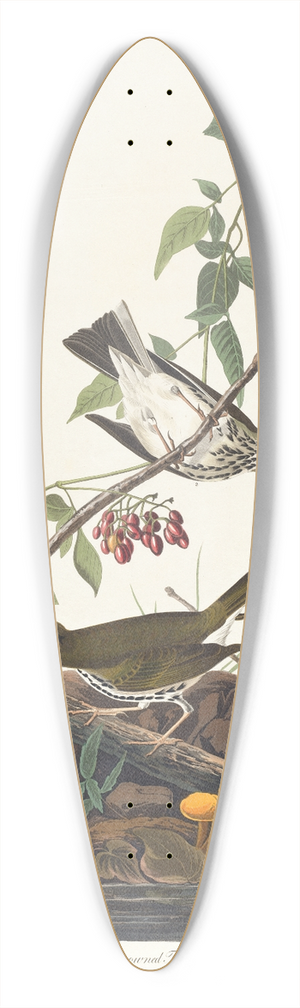 John James Audubon - Golden-crowned thrush 39.3 inch art pintail longboard deck