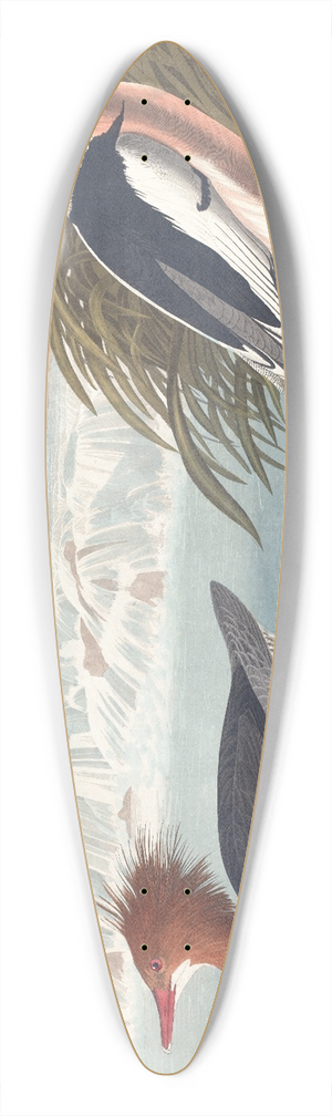 John James Audubon - Goosander 39.3 inch art pintail longboard deck