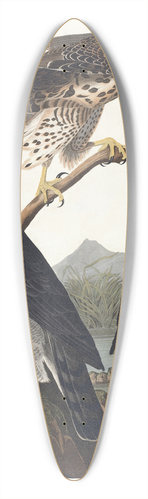 John James Audubon - Goshawk, Stanley hawk 39.3 inch art pintail longboard deck
