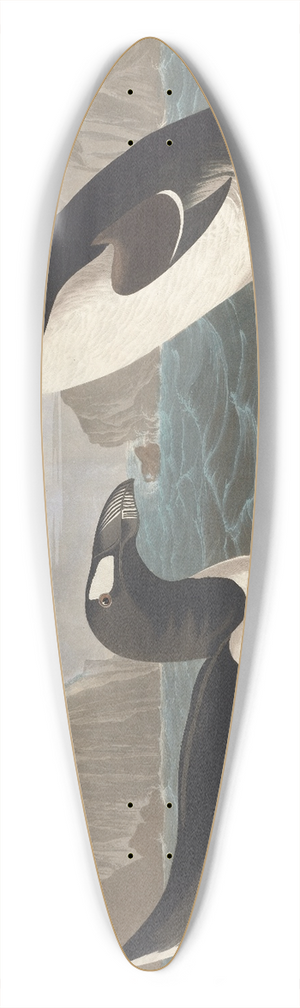 John James Audubon - Great auk 39.3 inch art pintail longboard deck