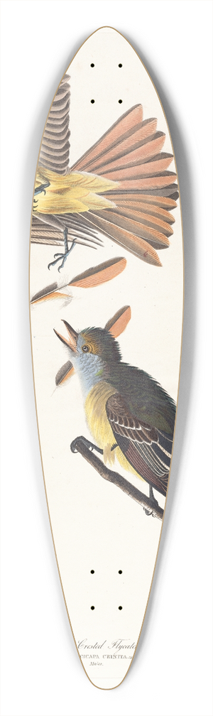 John James Audubon - Great crested flycatcher 39.3 inch art pintail longboard deck