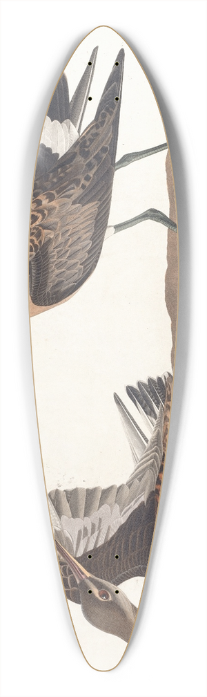 John James Audubon - Hudsonian godwit 39.3 inch art pintail longboard deck