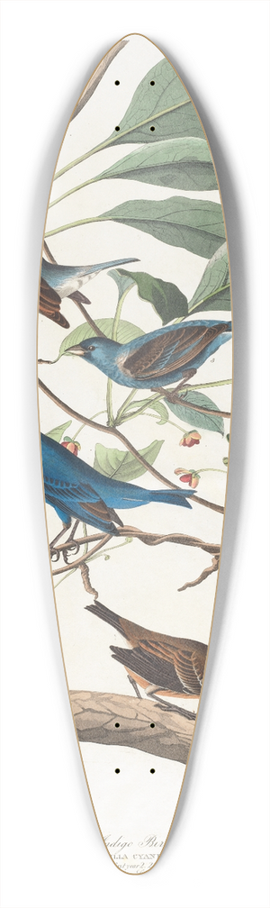 John James Audubon - Indigo bird 39.3 inch art pintail longboard deck