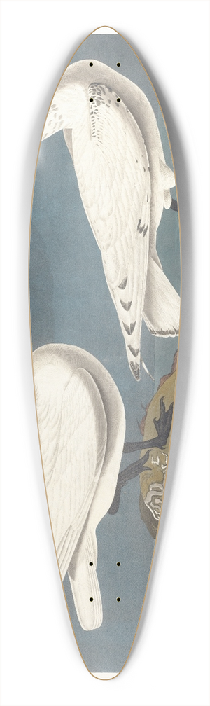 John James Audubon - Ivory gull 39.3 inch art pintail longboard deck