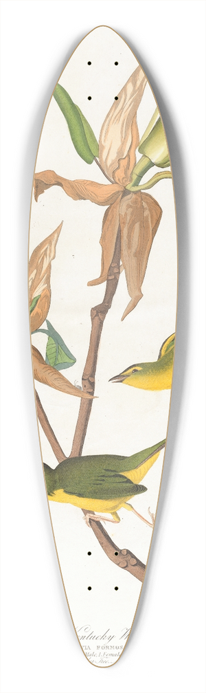 John James Audubon - Kentucky warbler 39.3 inch art pintail longboard deck