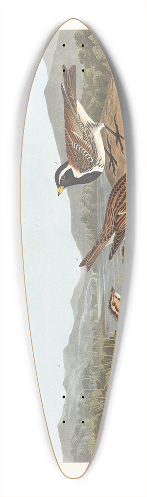 John James Audubon - Lapland long-spur 39.3 inch art pintail longboard deck