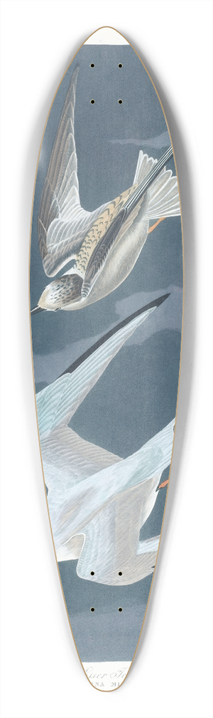 John James Audubon - Lesser tern 39.3 inch art pintail longboard deck