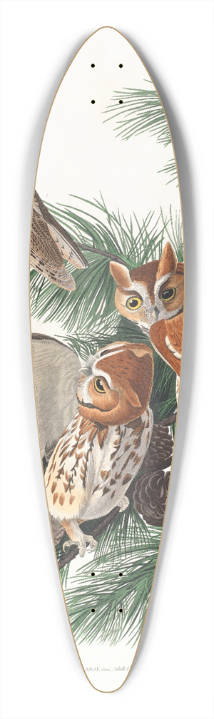 John James Audubon - Little screech owl 39.3 inch art pintail longboard deck