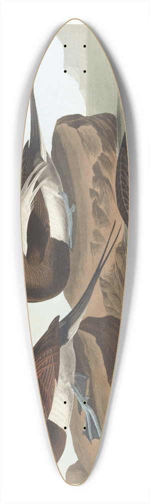 John James Audubon - Long-tailed duck 39.3 inch art pintail longboard deck