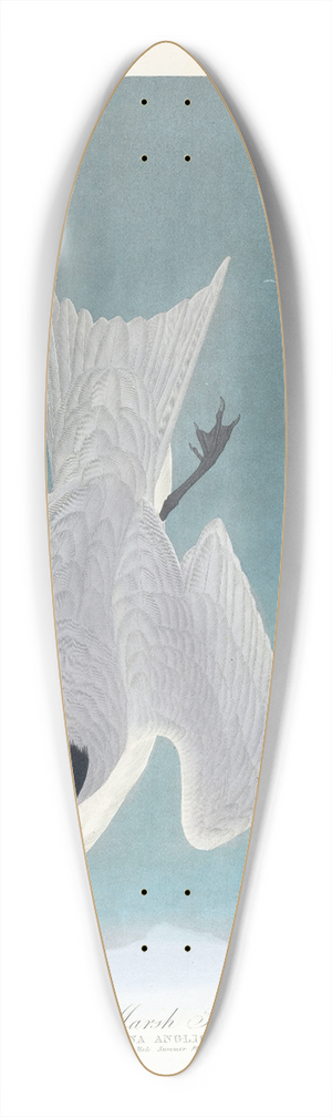 John James Audubon - Marsh tern 39.3 inch art pintail longboard deck