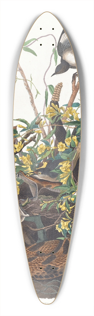 John James Audubon - Mocking bird 39.3 inch art pintail longboard deck
