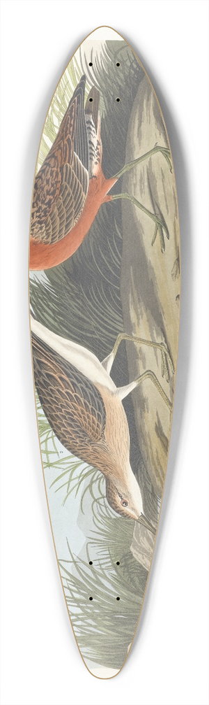 John James Audubon - Pigmy curlew 39.3 inch art pintail longboard deck