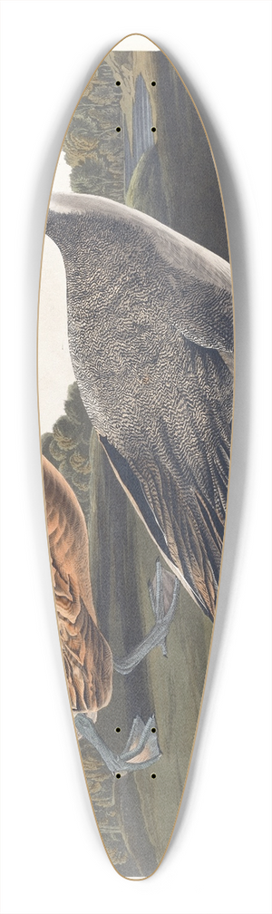 John James Audubon - Pin tailed duck 39.3 inch art pintail longboard deck