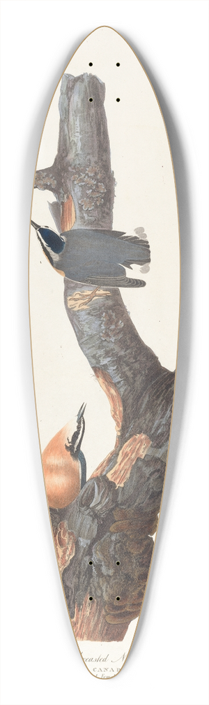 John James Audubon - Red-breasted nuthatch 39.3 inch art pintail longboard deck