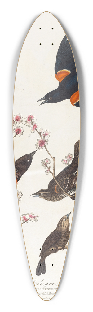John James Audubon - Red winged starling or marsh blackbird 39.3 inch art pintail longboard deck