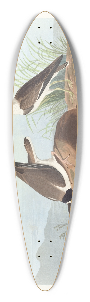 John James Audubon - Ring plover 39.3 inch art pintail longboard deck