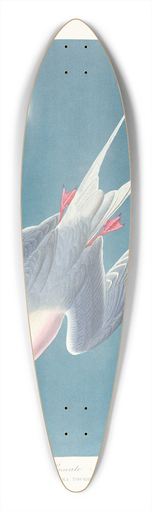 John James Audubon - Roseate tern 39.3 inch art pintail longboard deck