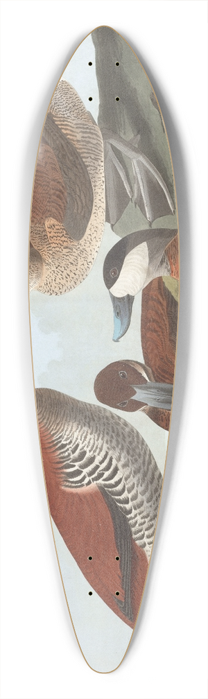 John James Audubon - Ruddy duck 39.3 inch art pintail longboard deck