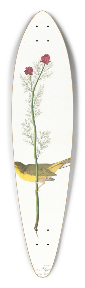 John James Audubon - Selbys flycatcher 39.3 inch art pintail longboard deck