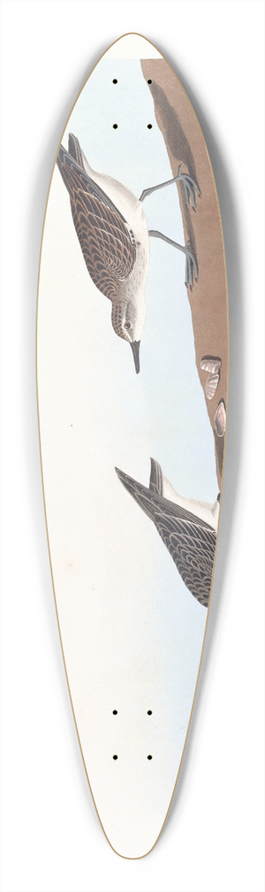 John James Audubon - Semipalmated sandpiper 39.3 inch art pintail longboard deck