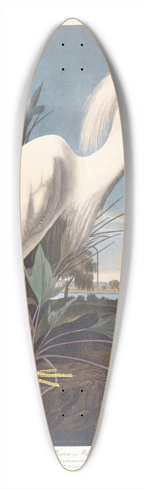 John James Audubon - Snowy heron or white egret 39.3 inch art pintail longboard deck